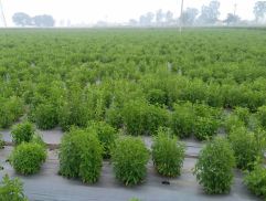 Zindagi Stevia Farming