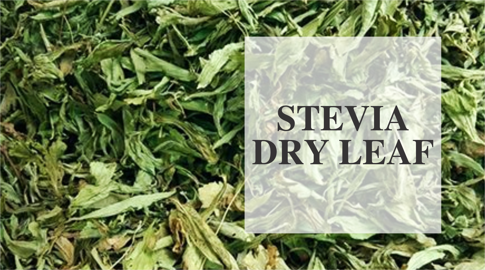 Zindagi stevia dry leafs