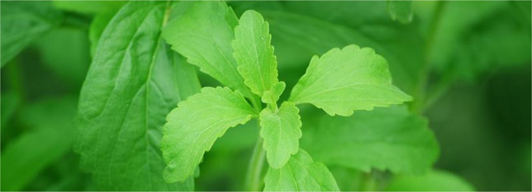 Stevia Leaves